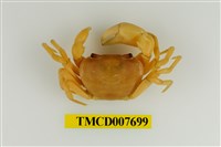 藏品(扁足澤蟹)的圖片